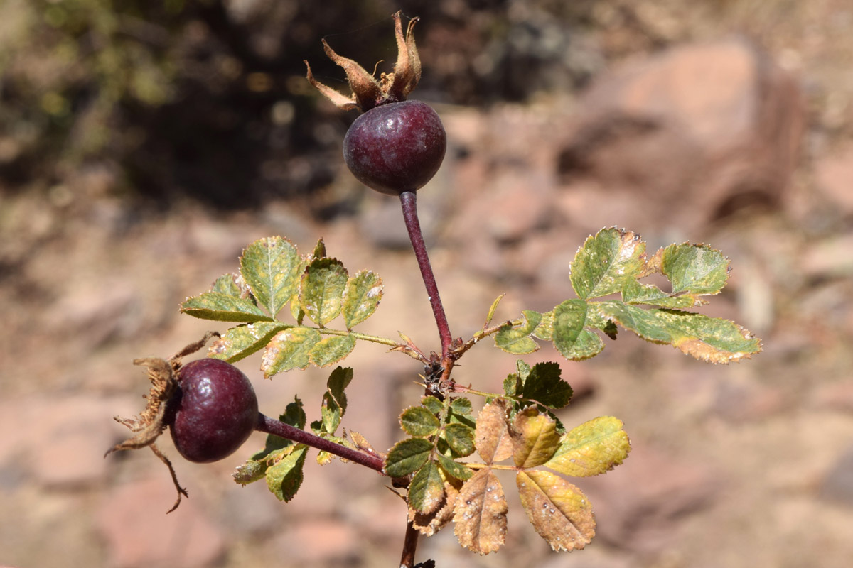 Image of Rosa kokanica specimen.