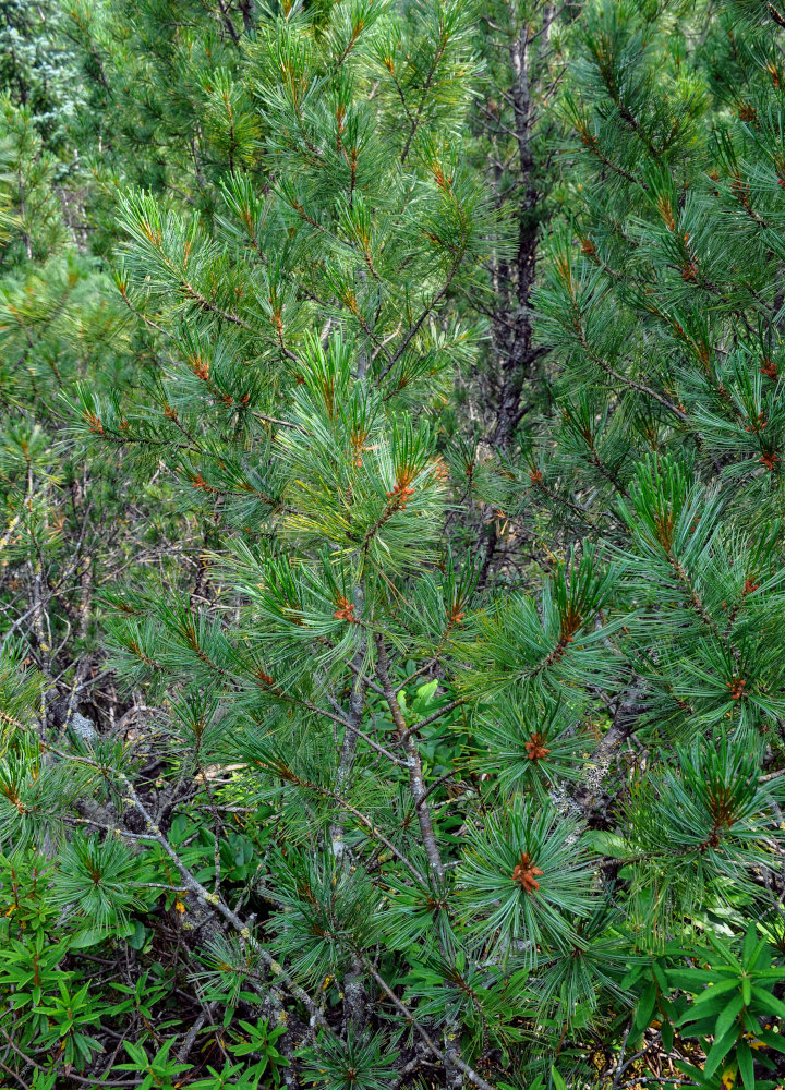 Image of Pinus pumila specimen.