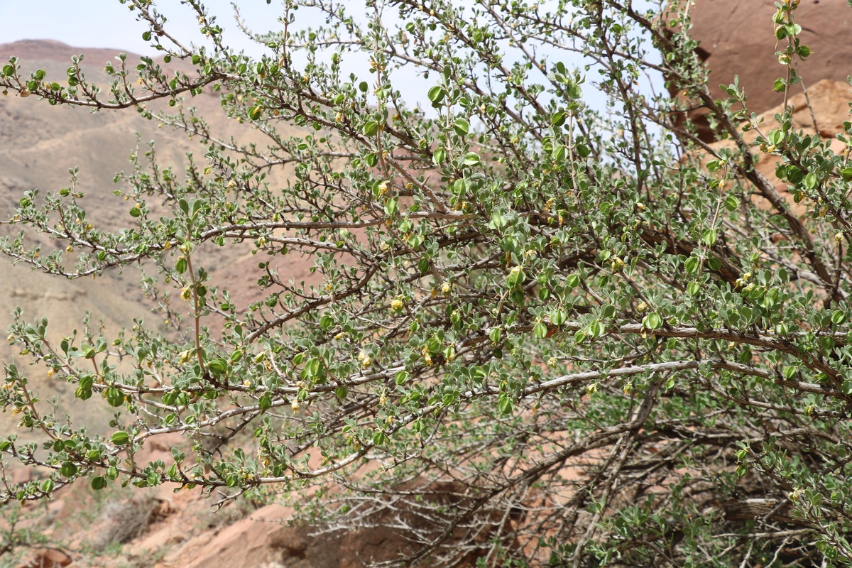 Image of Zygophyllum atriplicoides specimen.