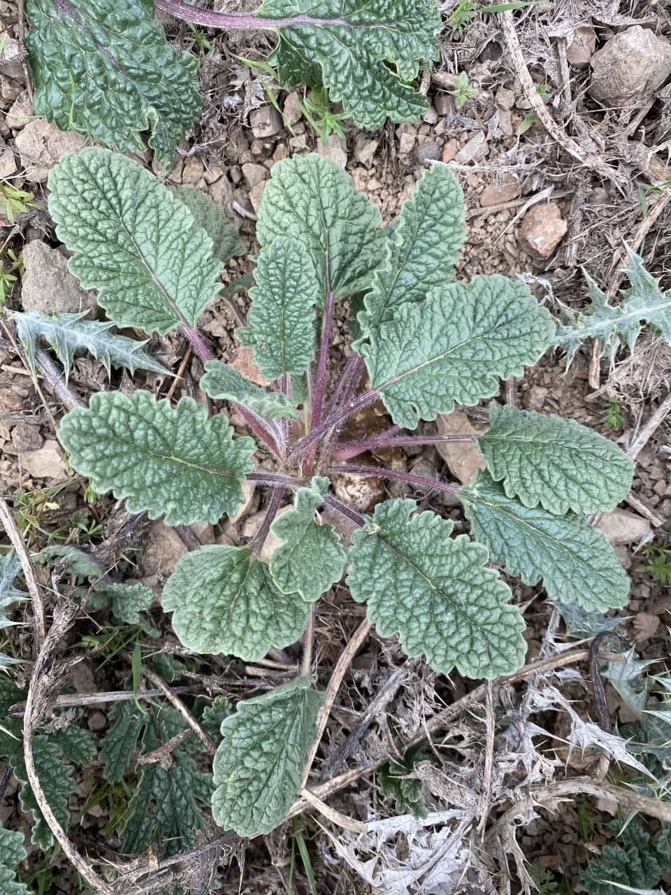 Image of Phlomoides speciosa specimen.