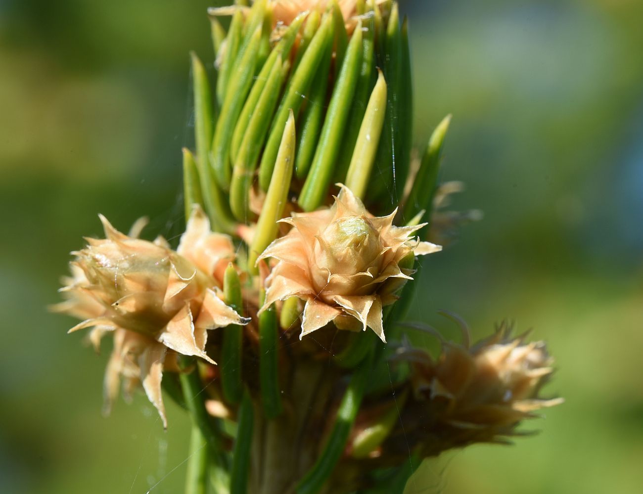 Image of Picea abies specimen.