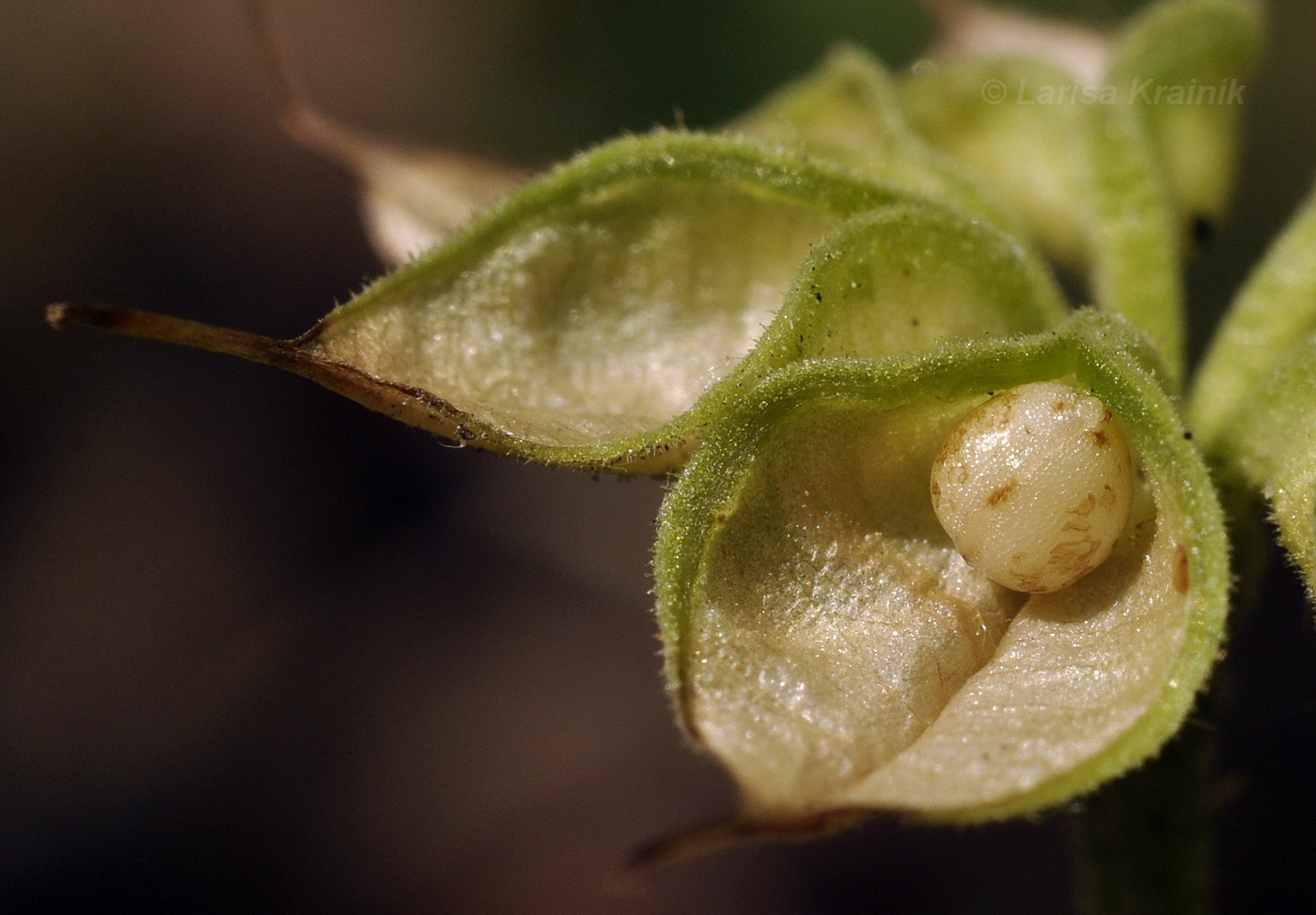 Image of Eranthis stellata specimen.