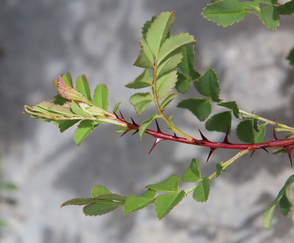 Image of genus Rosa specimen.