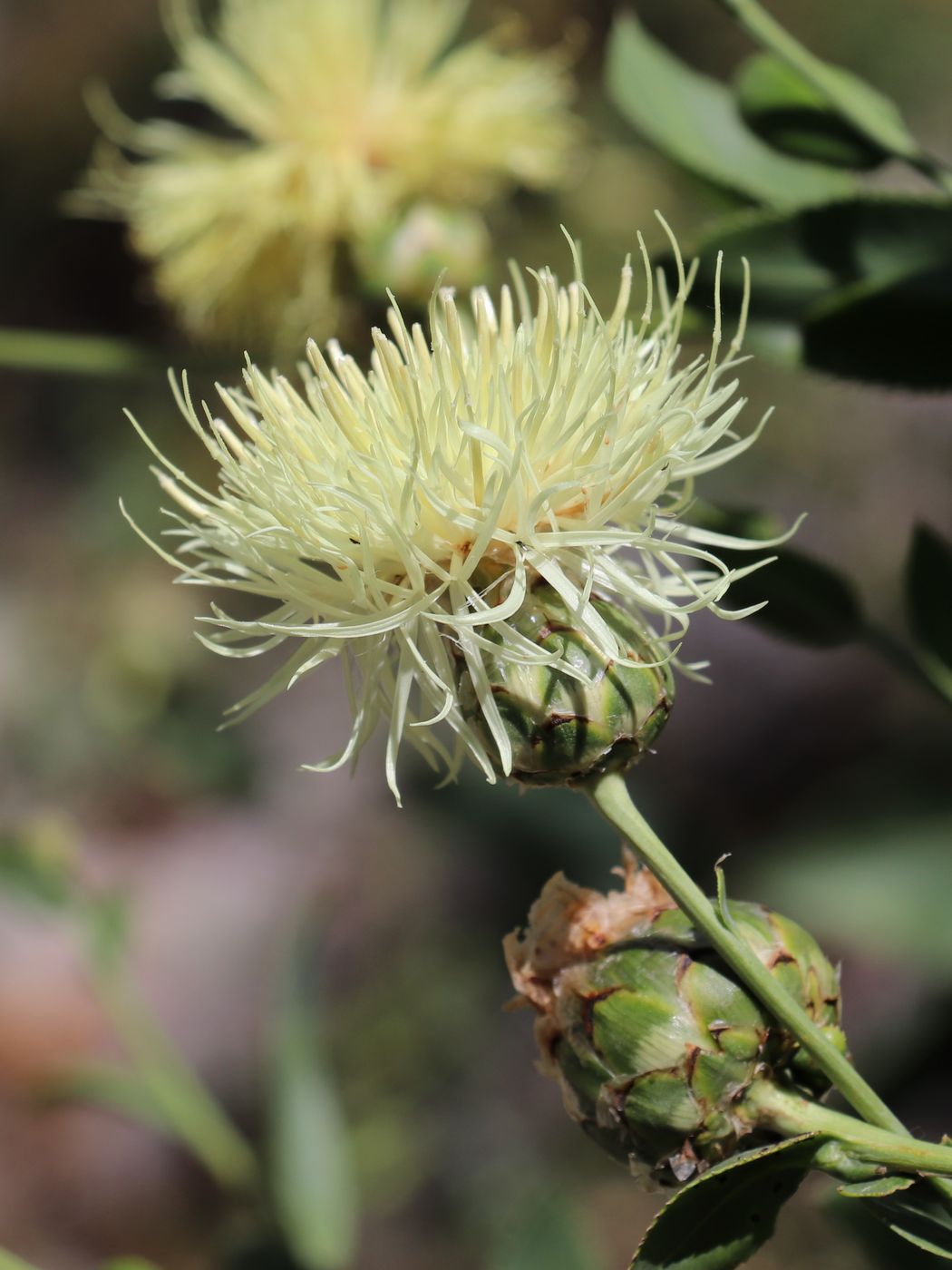 Изображение особи Rhaponticoides turkestanica.