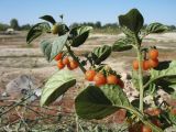 Solanum olgae