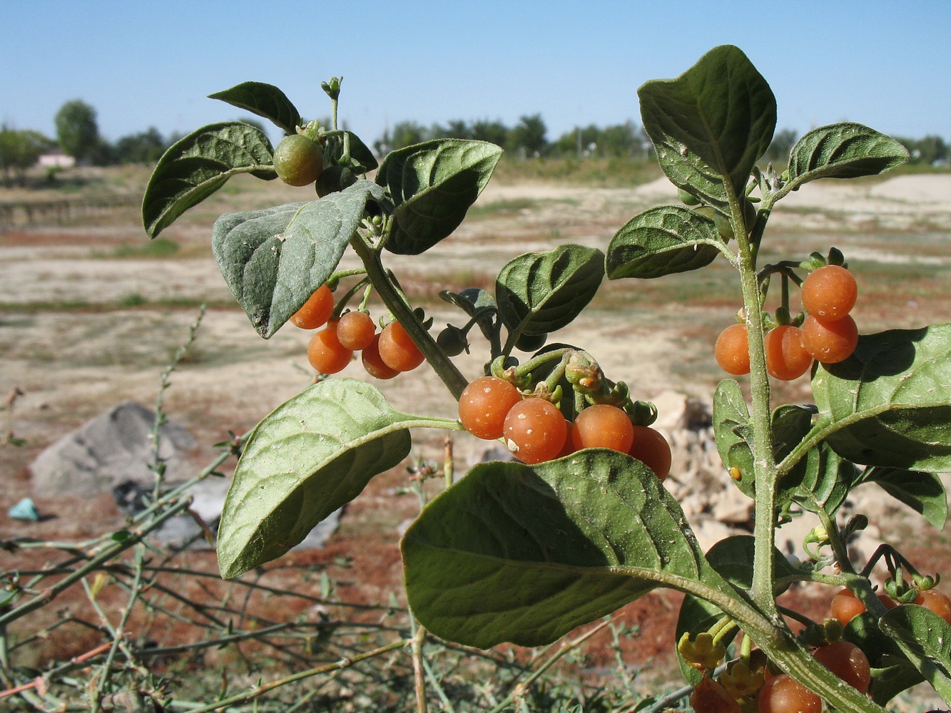 Image of Solanum olgae specimen.