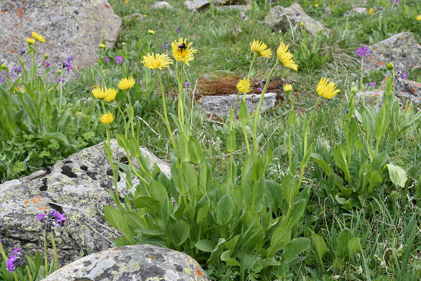 Изображение особи Doronicum turkestanicum.