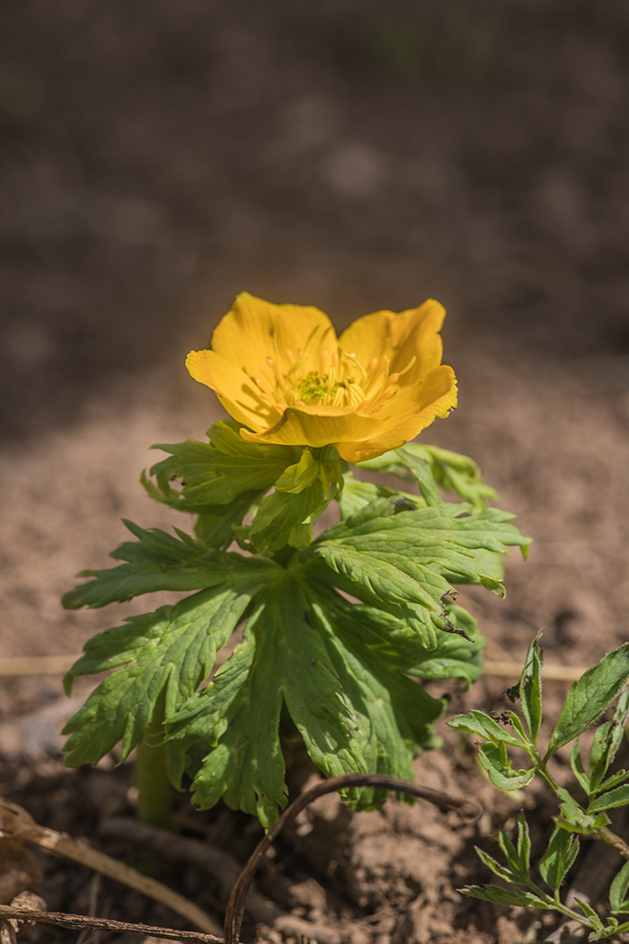 Изображение особи Trollius ranunculinus.