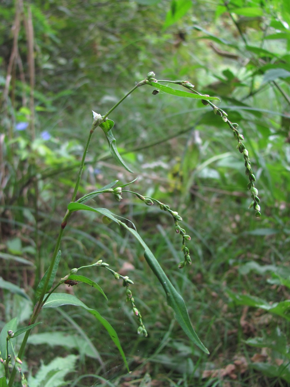 Изображение особи Persicaria hydropiper.