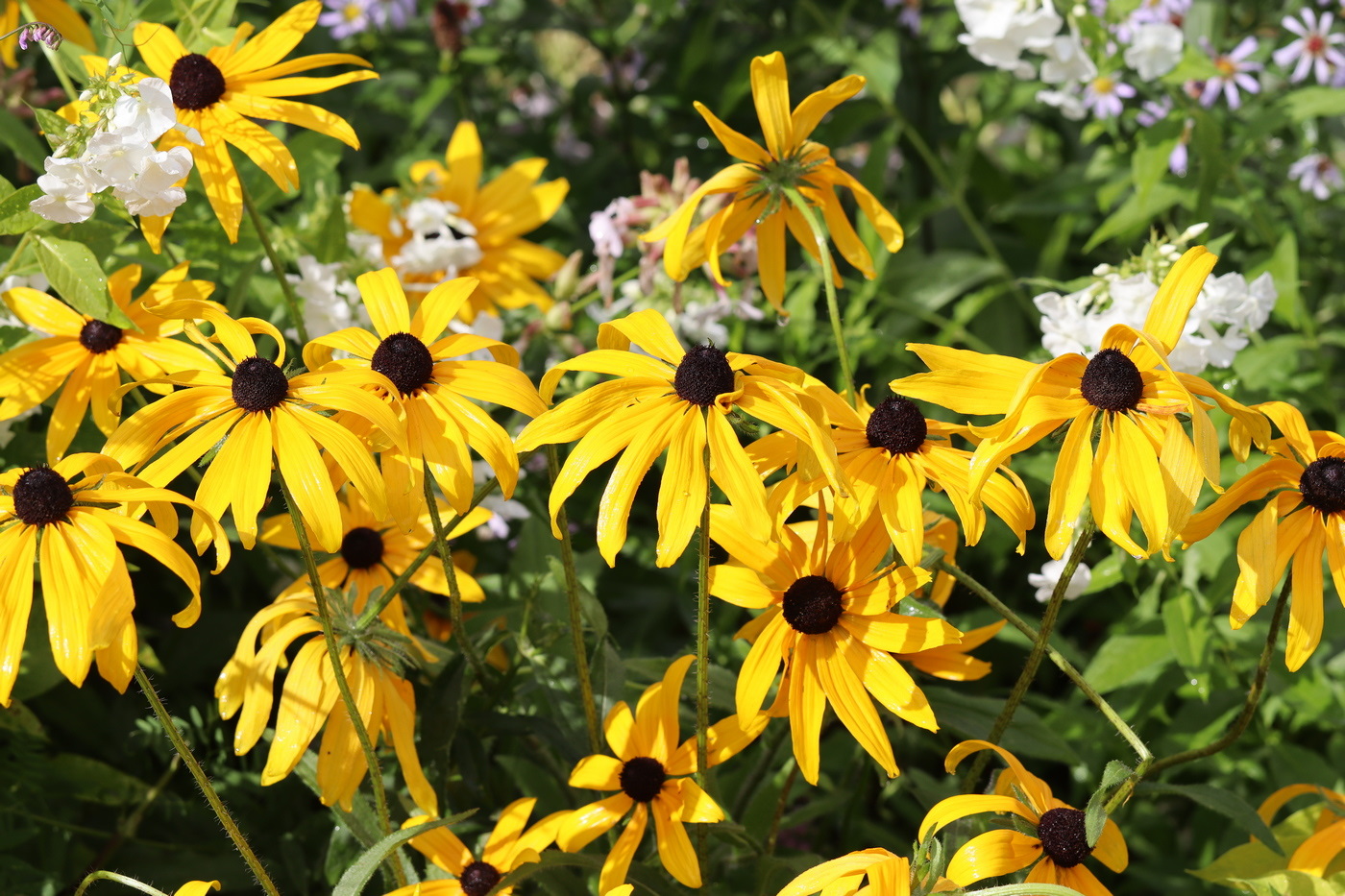 Изображение особи Rudbeckia fulgida.