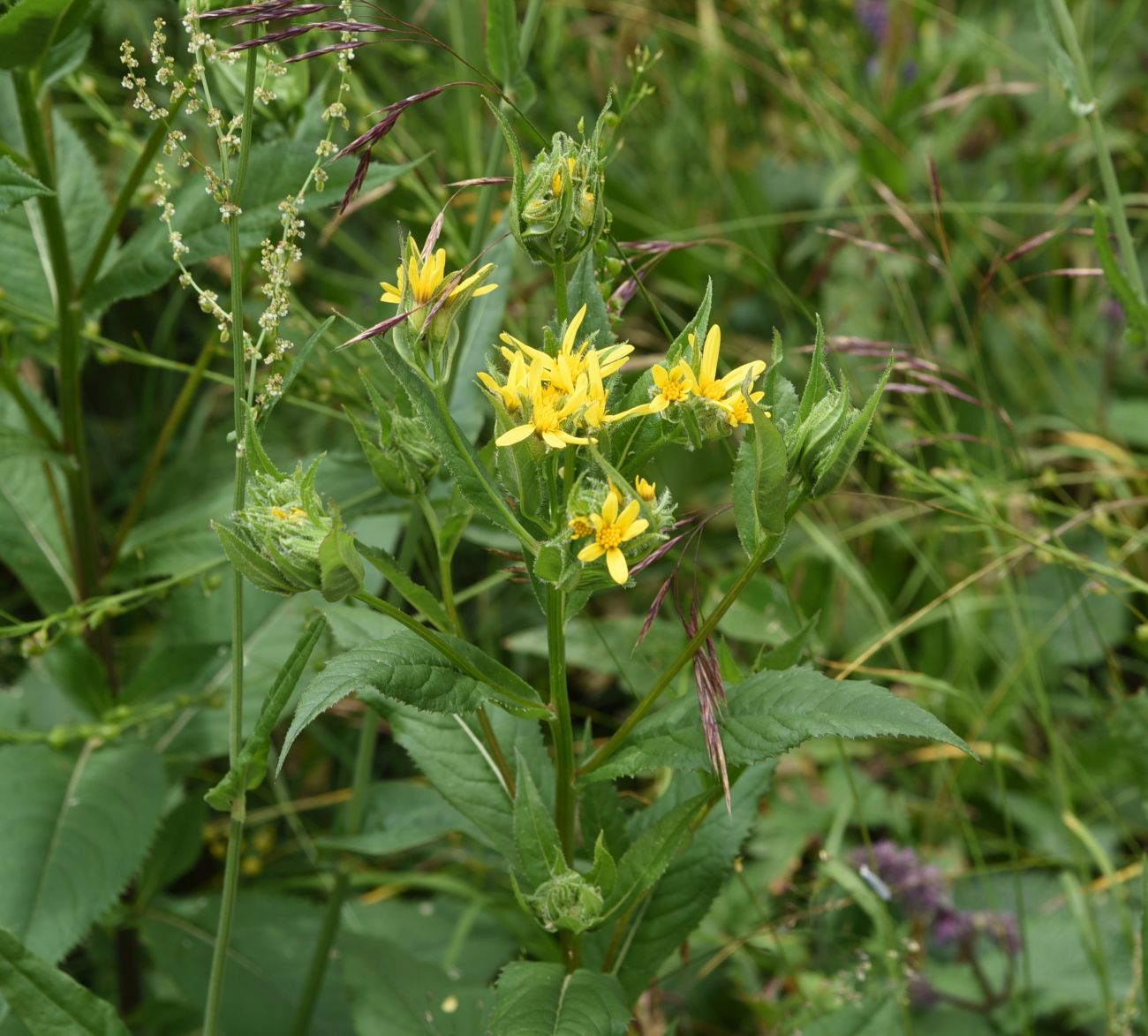 Изображение особи Senecio propinquus.