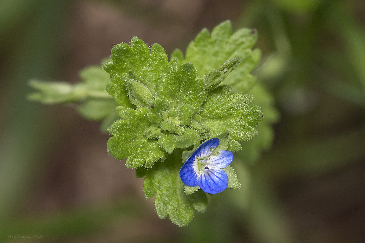 Image of Veronica persica specimen.