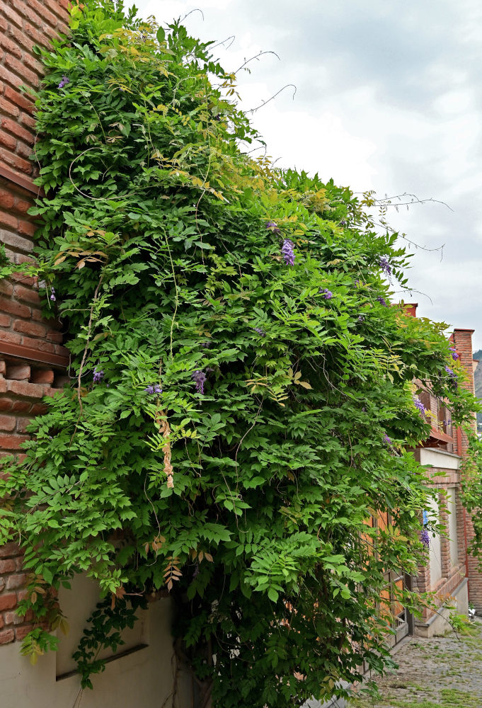 Image of Wisteria sinensis specimen.