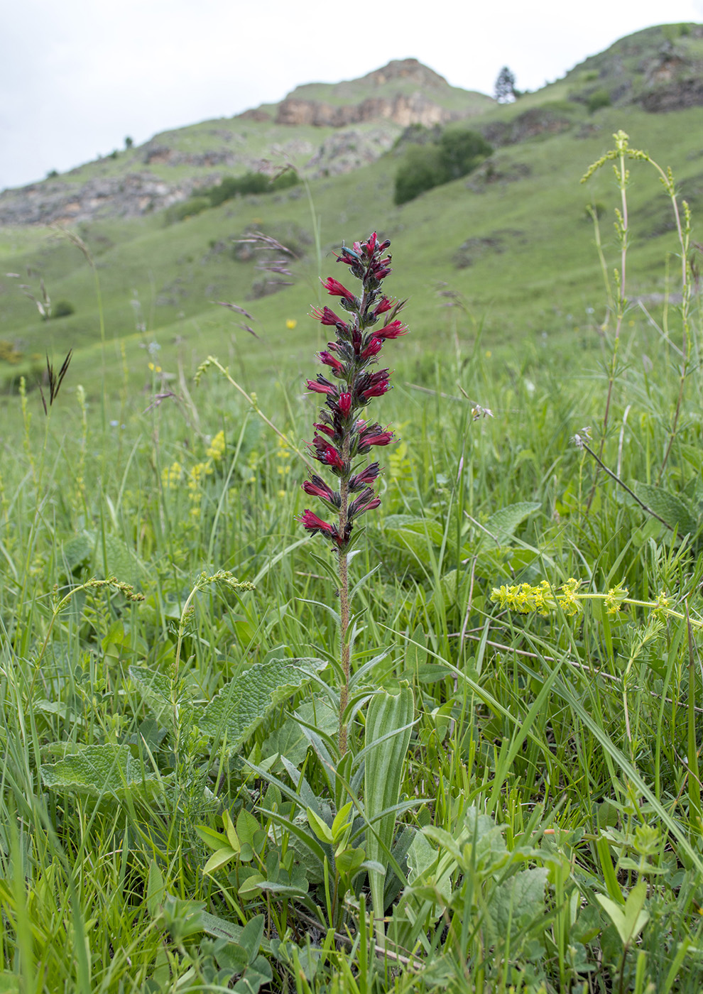 Image of Echium russicum specimen.