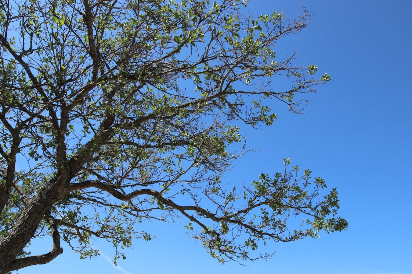 Изображение особи Alnus glutinosa.