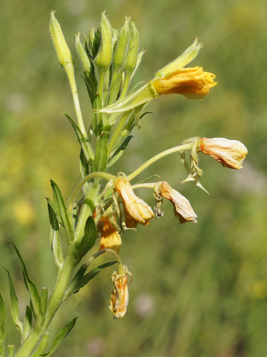 Изображение особи Oenothera biennis.