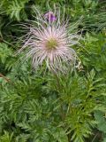 Pulsatilla aurea