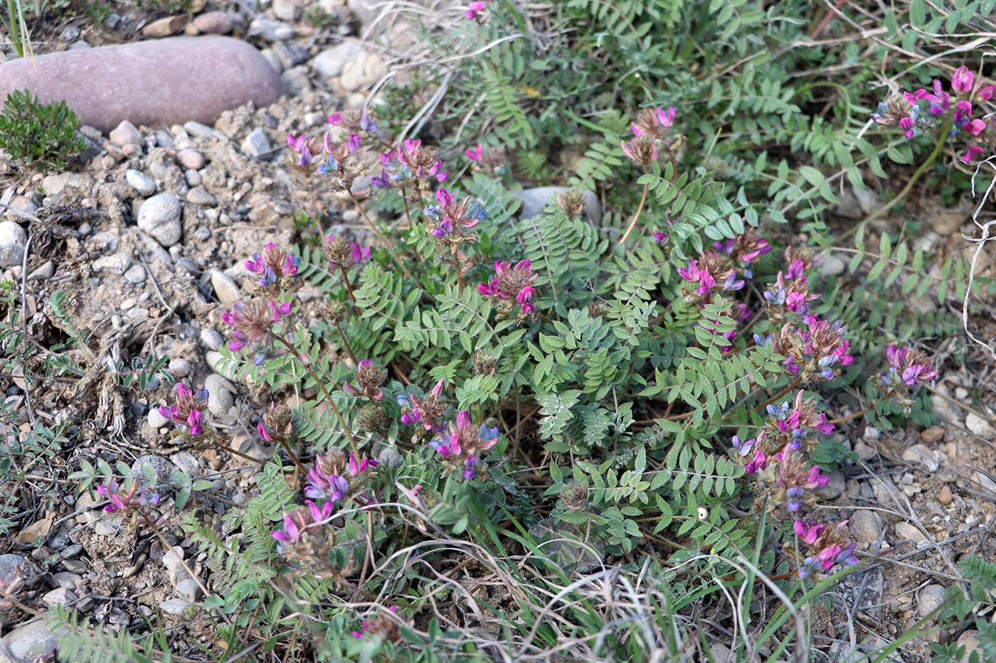 Image of Oxytropis litwinowii specimen.