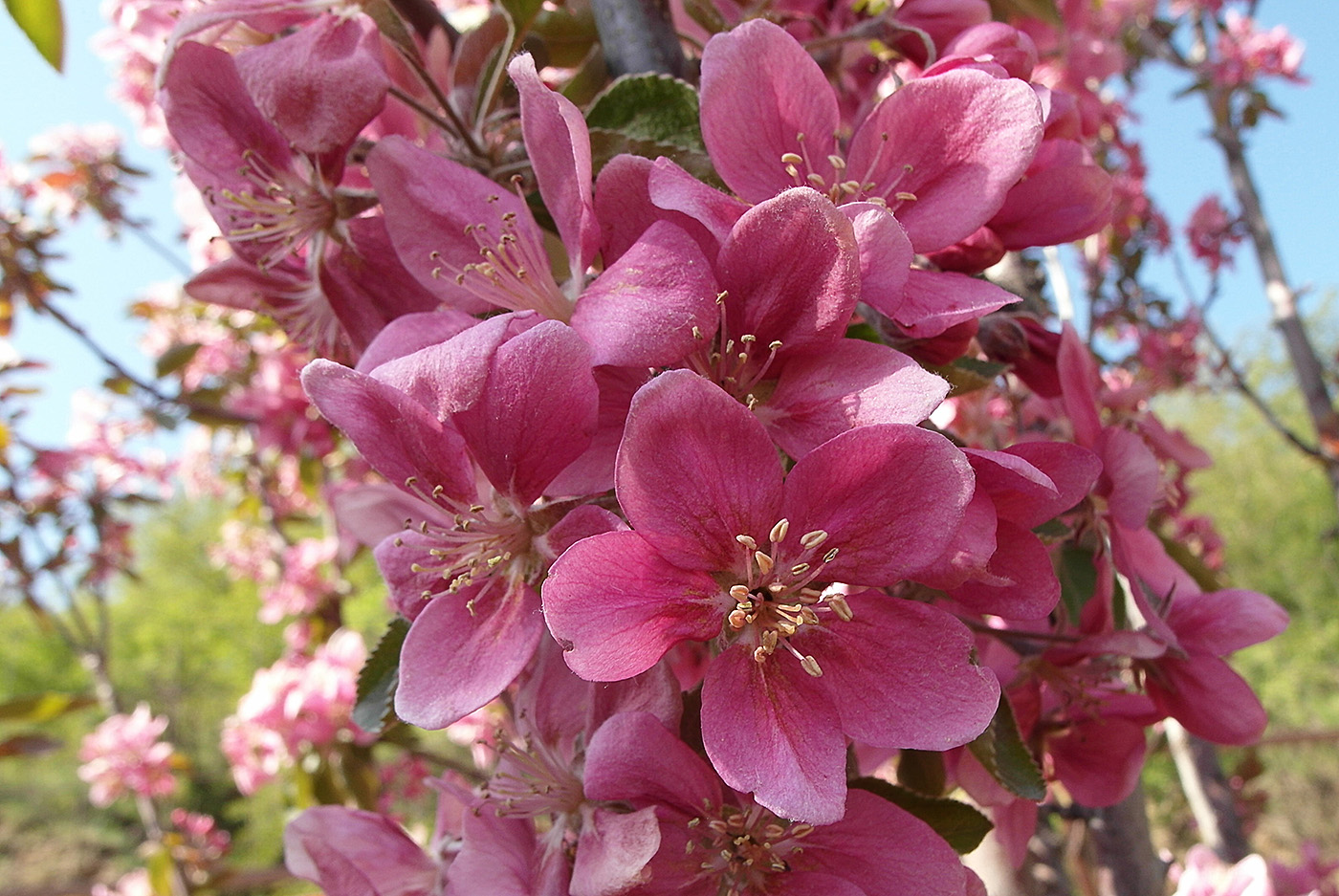 Image of Malus niedzwetzkyana specimen.