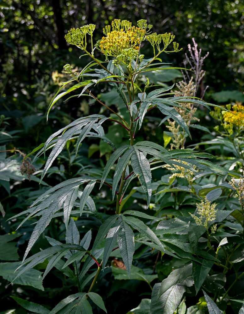 Image of Senecio cannabifolius specimen.