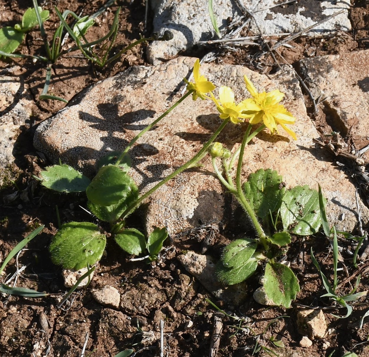 Image of Ranunculus bullatus ssp. cytheraeus specimen.