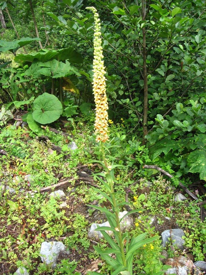 Изображение особи Digitalis schischkinii.