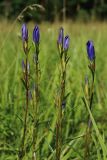 Gentiana pneumonanthe