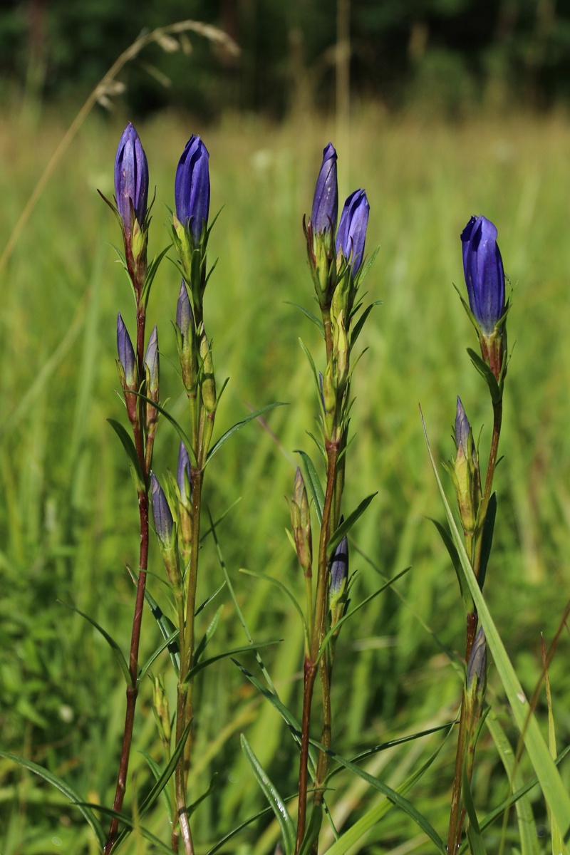 Изображение особи Gentiana pneumonanthe.