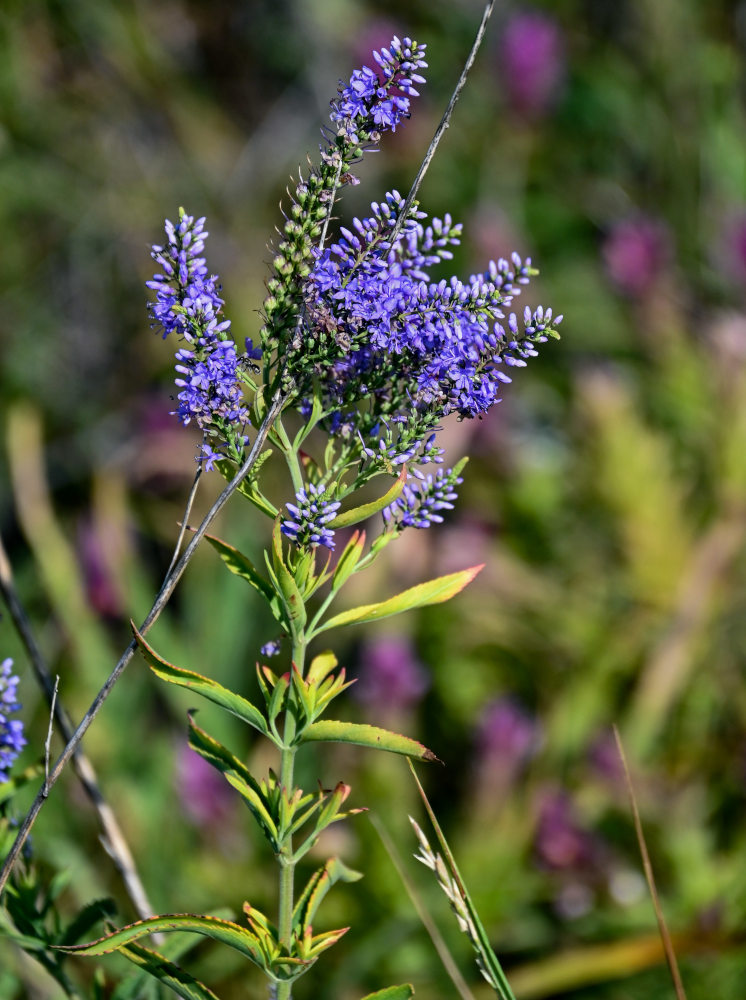 Image of Veronica spuria specimen.