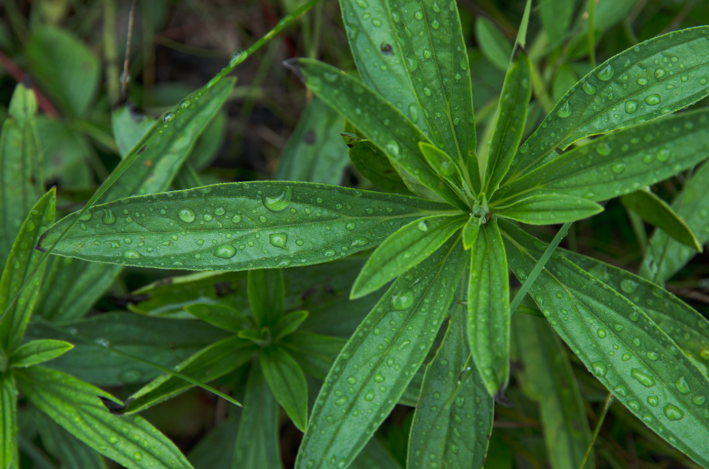 Image of Lithospermum officinale specimen.