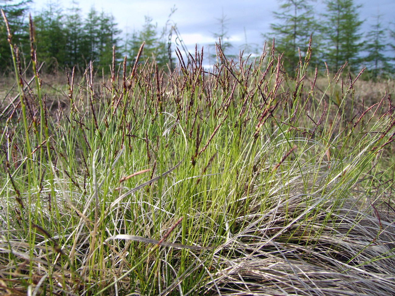 Изображение особи Carex vanheurckii.