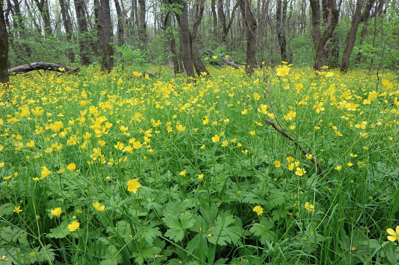 Изображение особи Ranunculus constantinopolitanus.