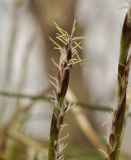 genus Carex. Верхушка соцветия. Приморский край, Уссурийский гор. округ, окр. с. Монакино, опушка широколиственного леса на небольшой сопке. 20.04.2024.