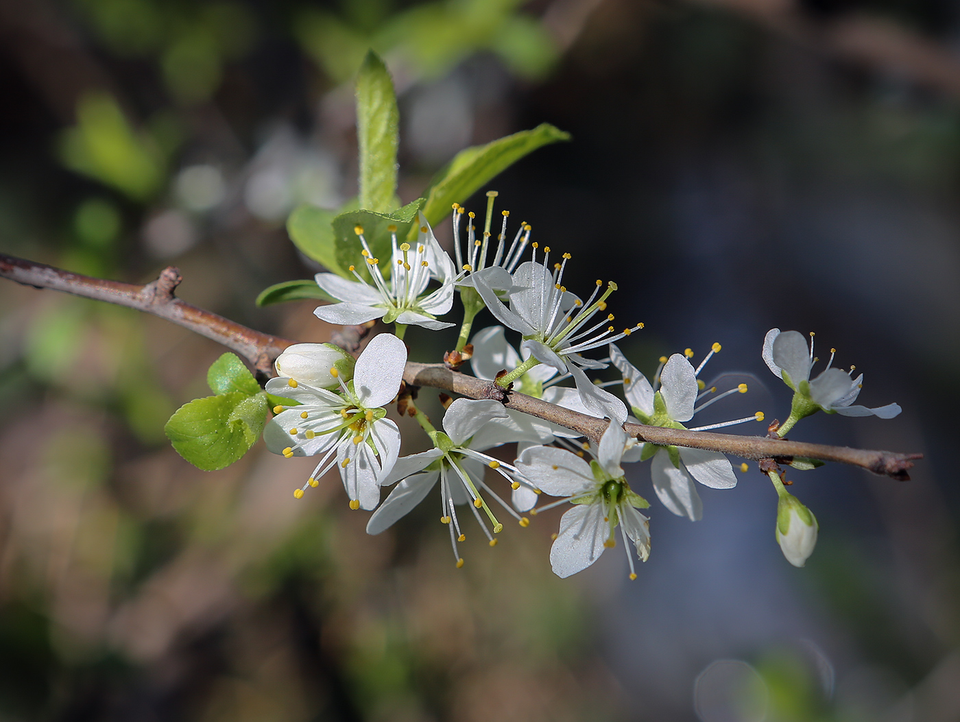 Изображение особи Prunus spinosa.