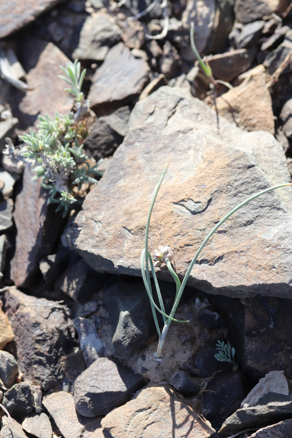 Image of Allium lehmannianum specimen.