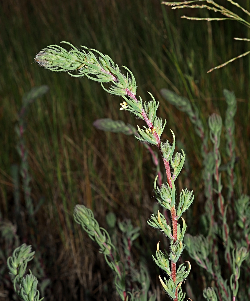 Image of Sedobassia sedoides specimen.