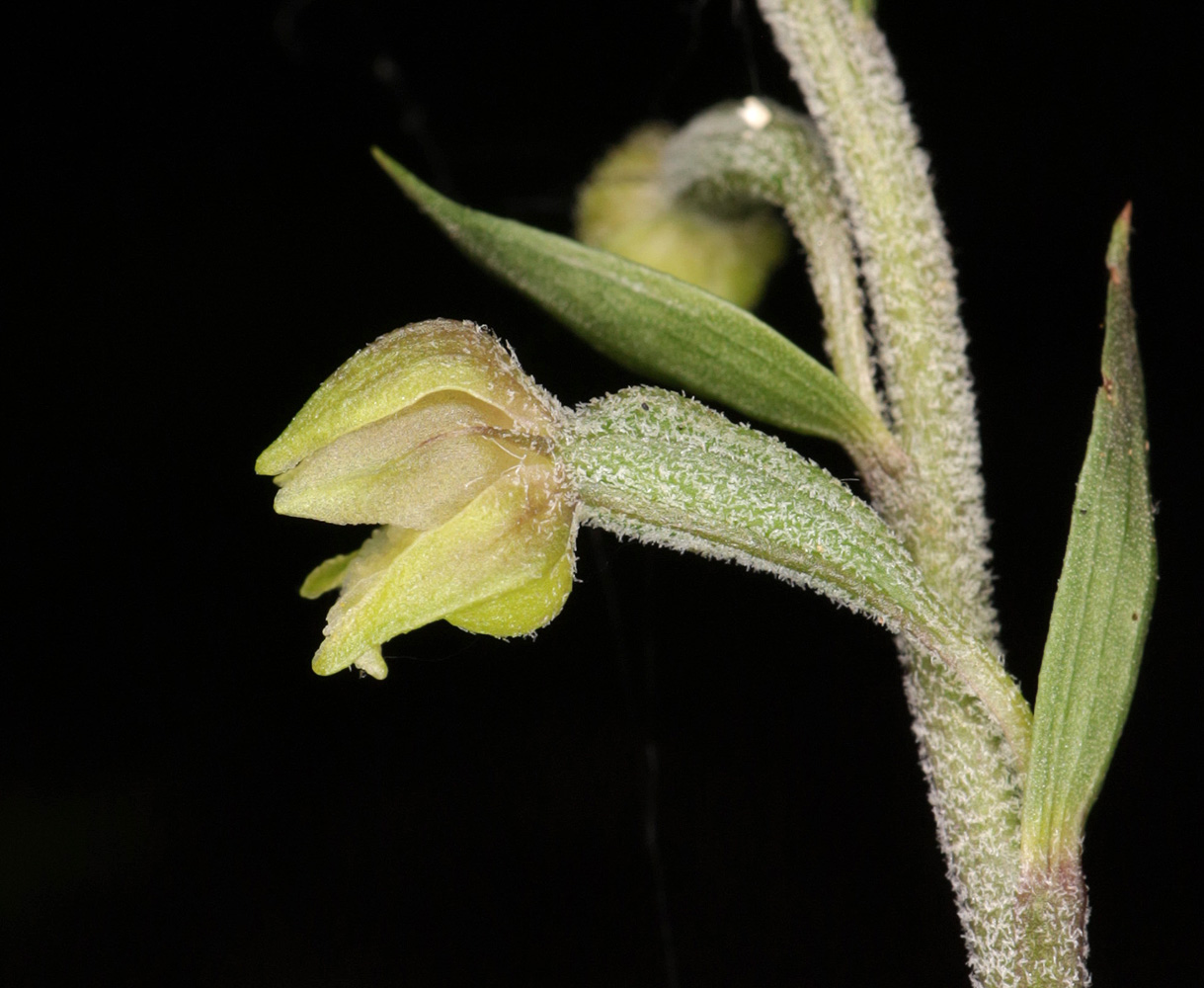 Image of Epipactis microphylla specimen.