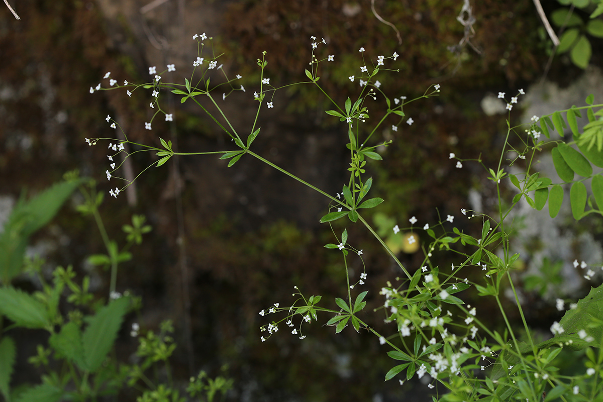 Изображение особи Galium davuricum.