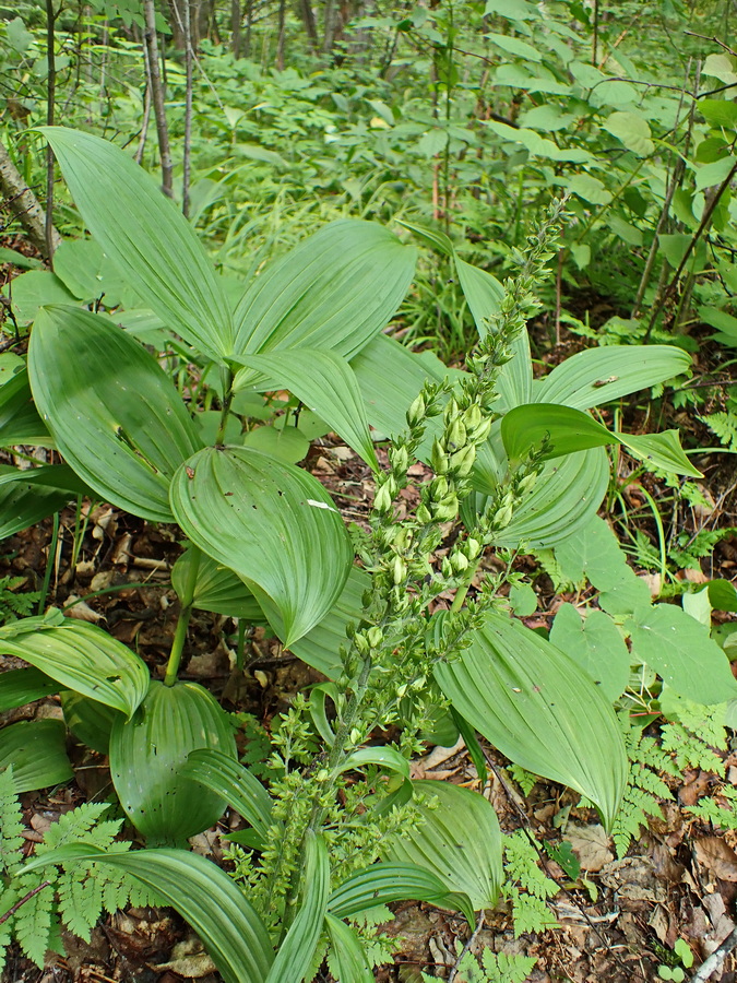 Изображение особи Veratrum dolichopetalum.