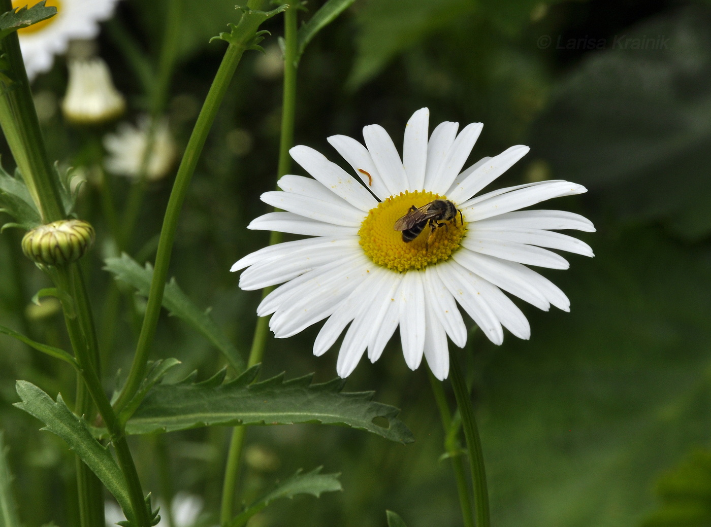 Изображение особи род Leucanthemum.