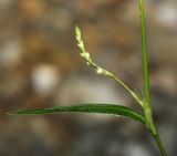 Persicaria viscofera. Часть побега с соцветием. Приморский край, г. Владивосток, территория БСИ ДВО РАН, на насыпи. 30.07.2024.