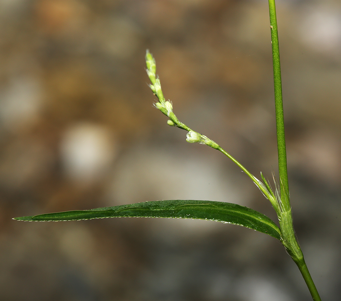 Image of Persicaria viscofera specimen.