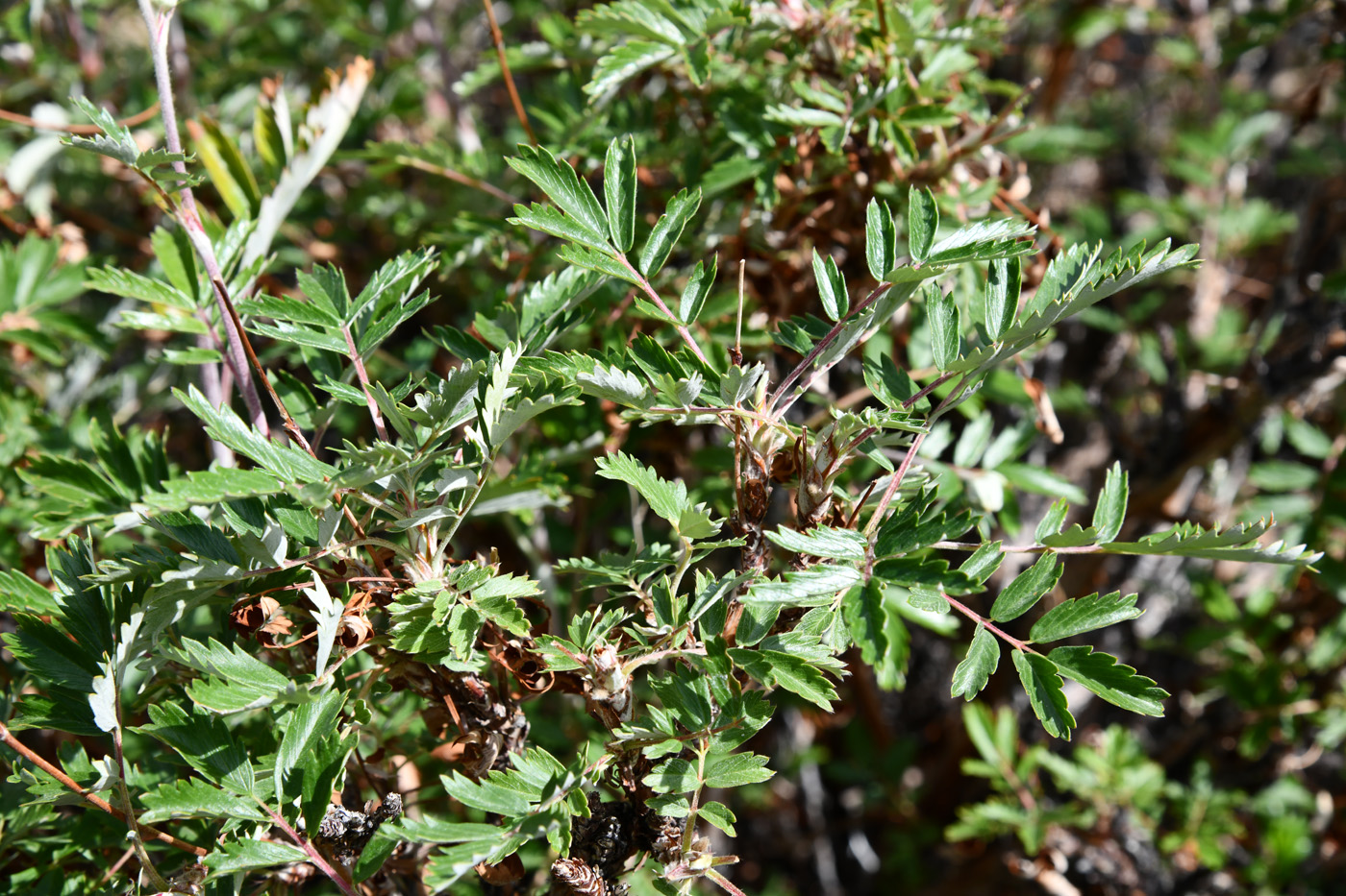 Image of Farinopsis salesoviana specimen.