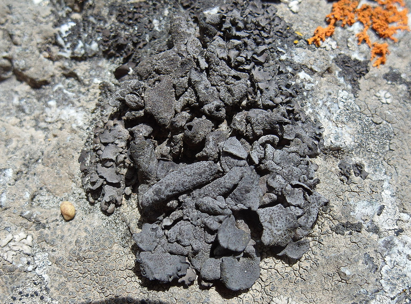 Image of Dermatocarpon miniatum specimen.