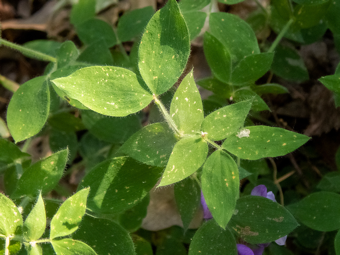 Изображение особи Lathyrus laxiflorus.