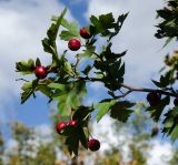 genus Crataegus. Верхушка веточки с плодами. Самарская обл., Ставропольский р-н, окр. с. Жигули, Молодецкий курган, на границе суходольного луга и песчано-галечного берега залива Жигулёвская Труба. 7 сентября 2023 г.