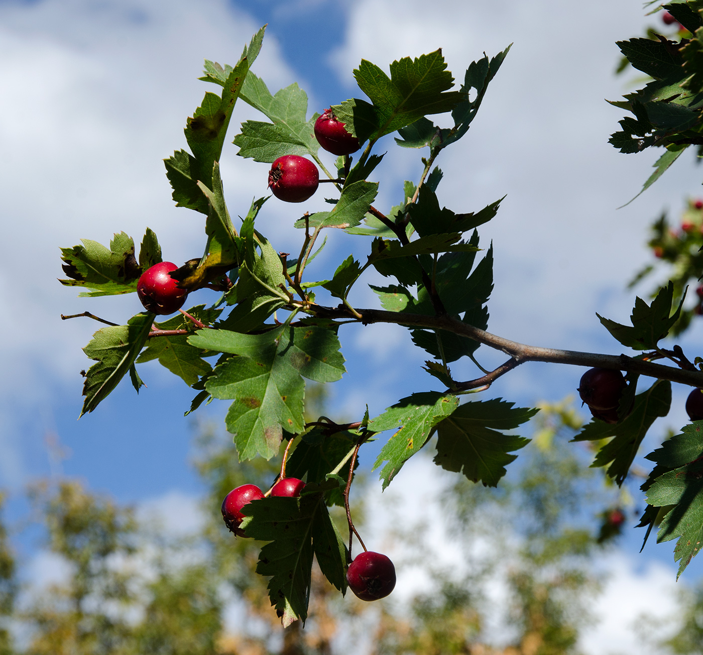 Изображение особи род Crataegus.