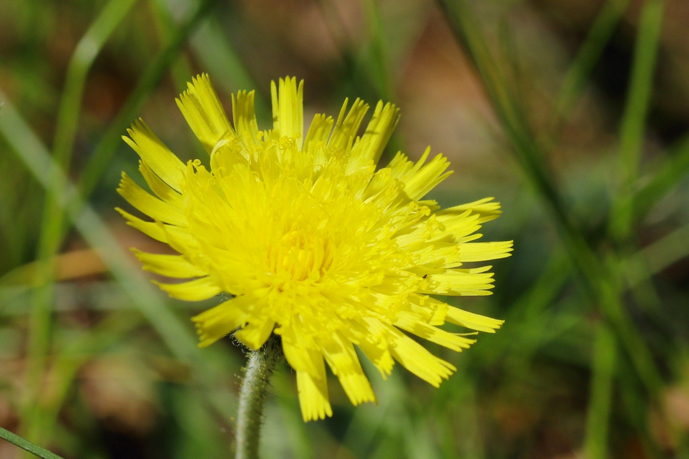 Изображение особи Pilosella officinarum.