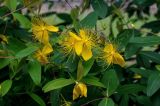 Hypericum monogynum. Верхушки побегов с цветками. Китай, провинция Хунань, окр. г. Улинъюань, у дороги. 05.06.2024.