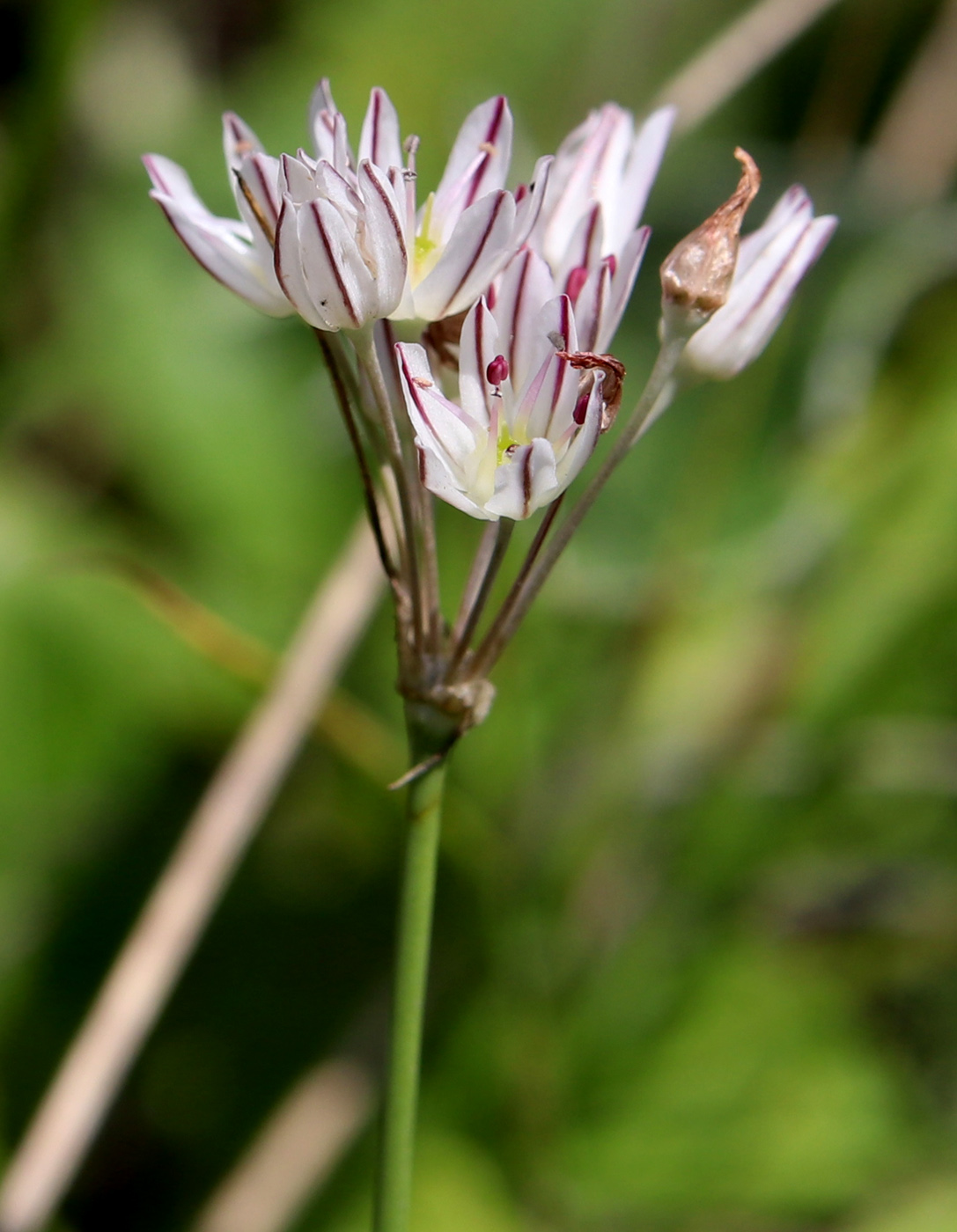 Image of Allium inaequale specimen.